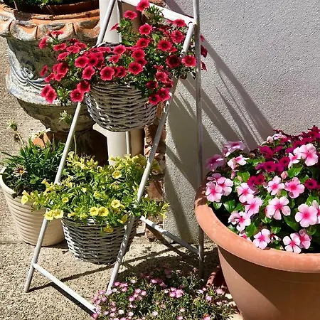 Apartament Janicsar Garden
