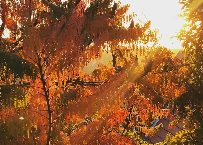 Janicsar Garden Apartament *