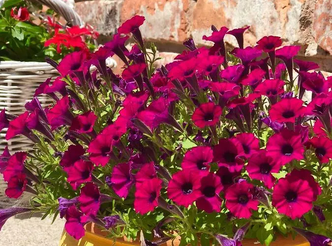 Janicsar Garden Apartament Eger