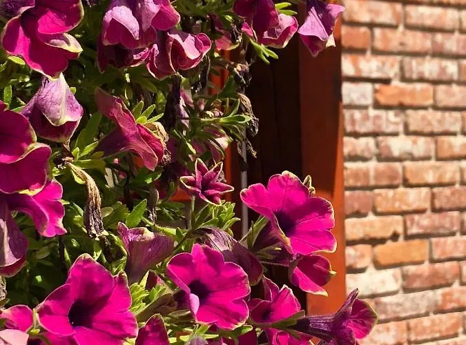 Janicsar Garden Apartament *